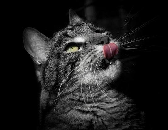 Abgemagert fressen katze trotz Katze trinkt