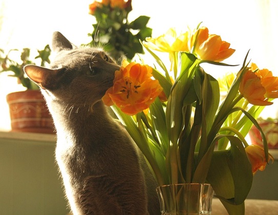 Giftige Frühlingsblumen für Katzen