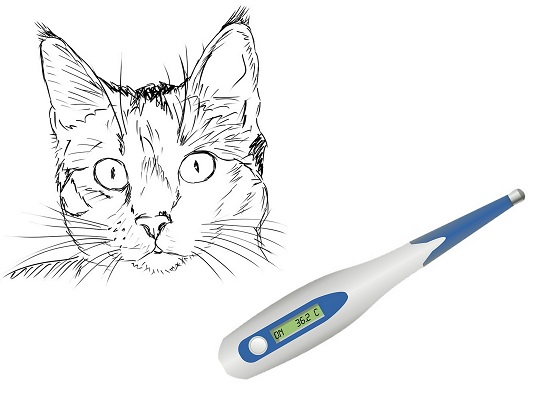 Fieber messen bei der Katze - Sind Ohren und Achselhöhlen eine Alternative ...
