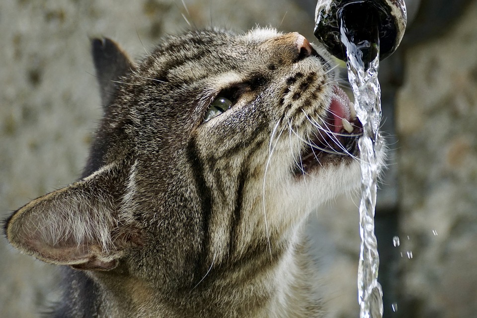 Trinkbrunnen Katzen selber bauen