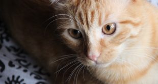 DIY Katzenspielzeug Papproehren