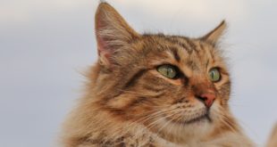 Futterbar fuer Katzen selber bauen