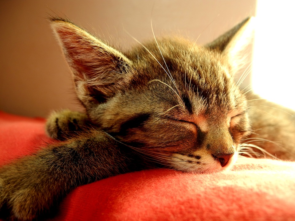Sitzhocker Katze Katzenliegeplatz