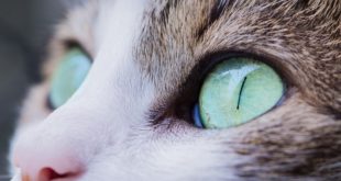 orientalischer Augenwurm Katze