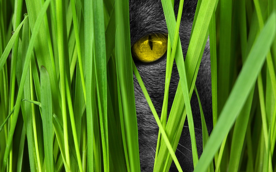 No gos Freigaengerkatzen