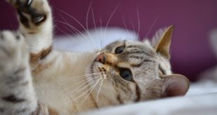 Spielzeug fuer Katzen selber machen