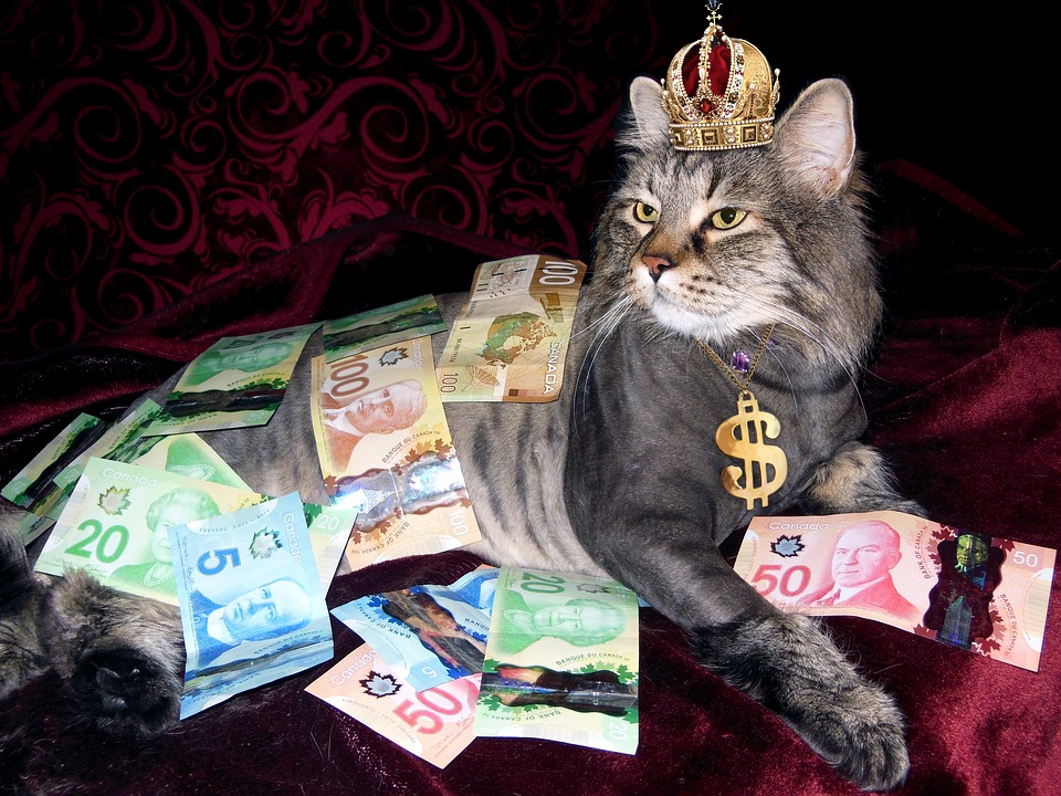 Katze aus Geldschein falten