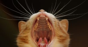 Mundgeruch bei Katzen