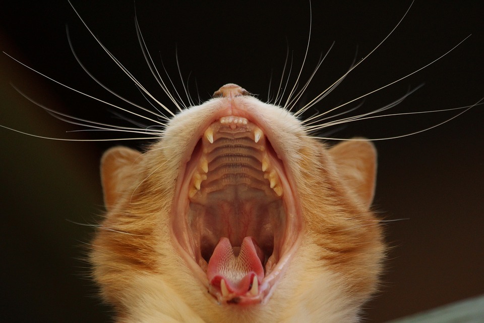 Mundgeruch bei Katzen