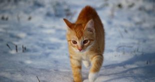 Katze aus Kuschelsocke Sockenkatze