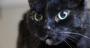 Katze aus Draht DIY