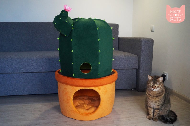 Katzenhoehle Kaktus