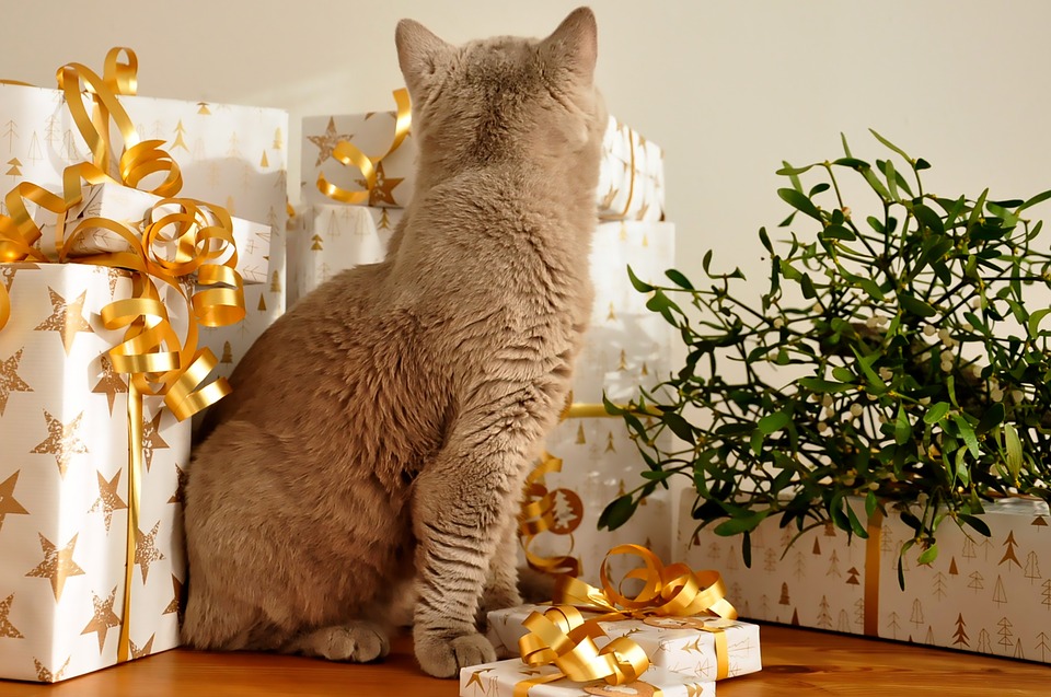 Geschenke für Katzen