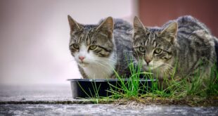 Gutes hochwertiges Katzenfutter